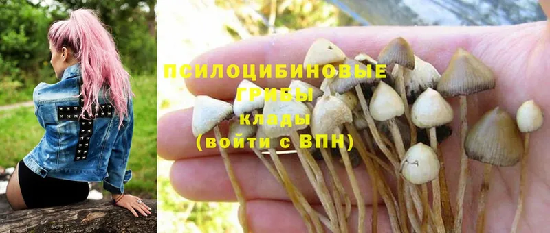 Галлюциногенные грибы Psilocybe  цены наркотик  Нягань 